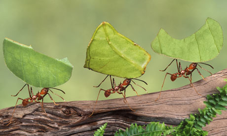 ants photos